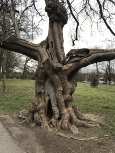 a tree with twisted branches and trunk