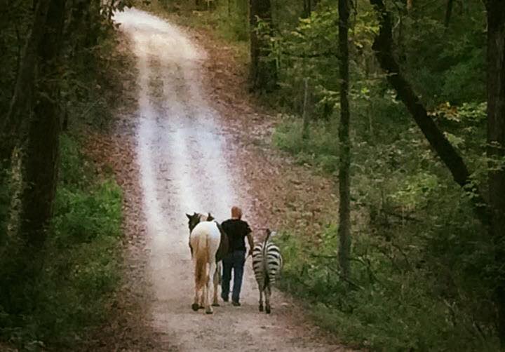 a man walking down a path with a horse and a zebra