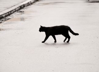 a black cat crossing a road