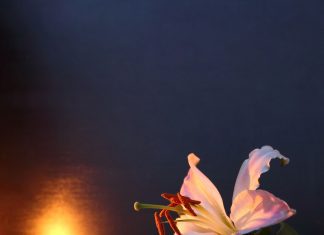 a white lily on a dark background with a candle flickering in the background to symbolize loss