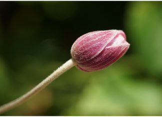 a red flower bud