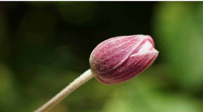 a red flower bud