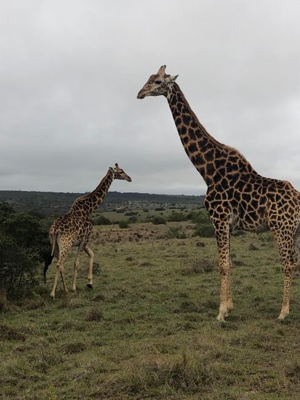 a mama and a baby giraffe seen on an African safari
