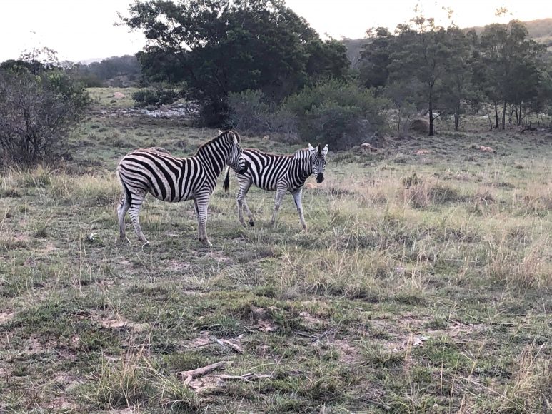 zebras on an African safari