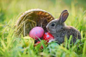 a bunny in the grass in front of an overturned Easter basket with plastic eggs spilling out into the grass