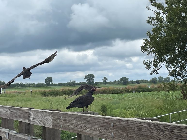 Vultures looking for their next meal along a bridge in the Loess Bluffs National Wildlife Refuge.