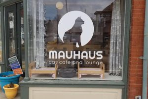 The window outside Bauhaus Cat Cafe in St. Louis