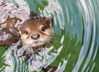 an otter poking his head out of the water